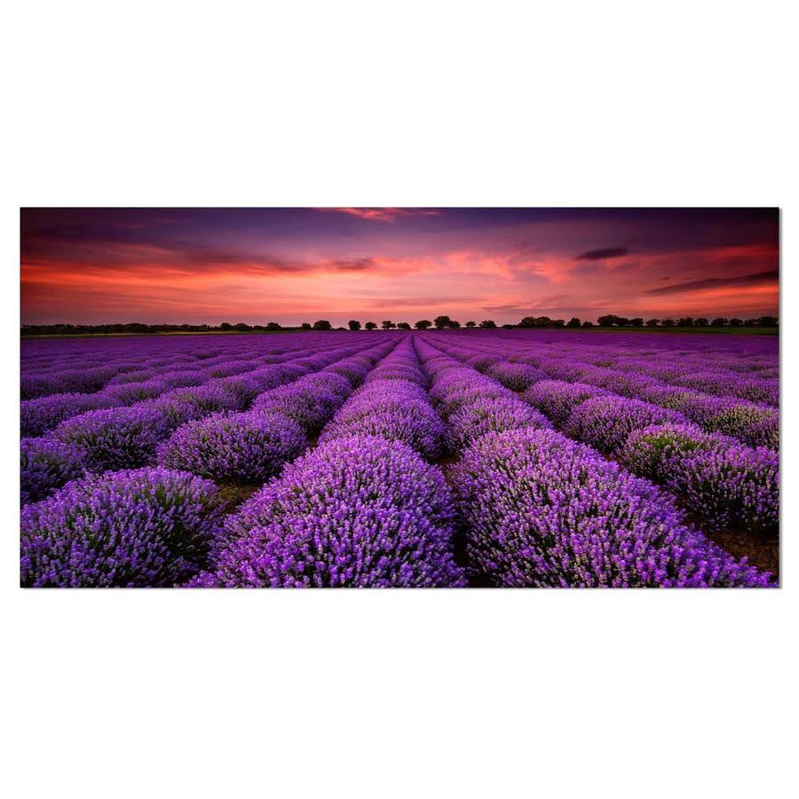 Design Art Red Sunset Over Lavender Field Photographic Print on Wrapped Canvas, Size: 20 inch H x 40 inch W x 1 inch D HJC1_T7NKU73