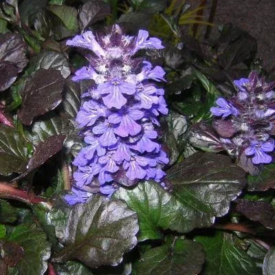 Classy Groundcovers - Ajuga Reptans &Black Scallop& {25 Pots - 3 1/2 in.} OMX3_J4NBR68